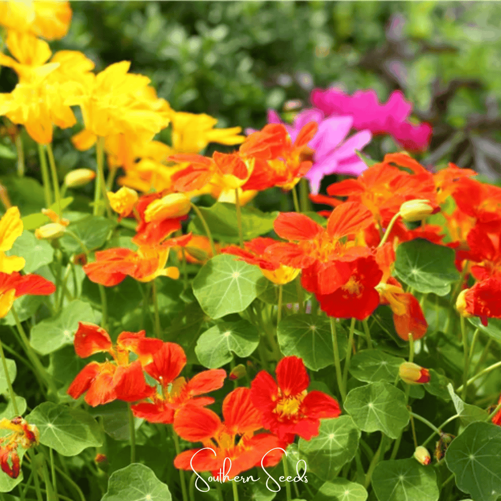 Tom Thumb Dwarf Nasturtium – 25 Seeds | Seeds | Wiccan Center