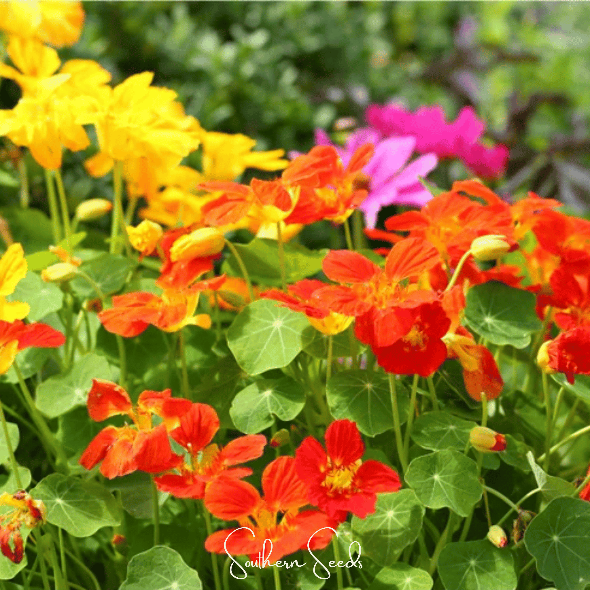 Tom Thumb Dwarf Nasturtium – 25 Seeds | Seeds | Wiccan Center