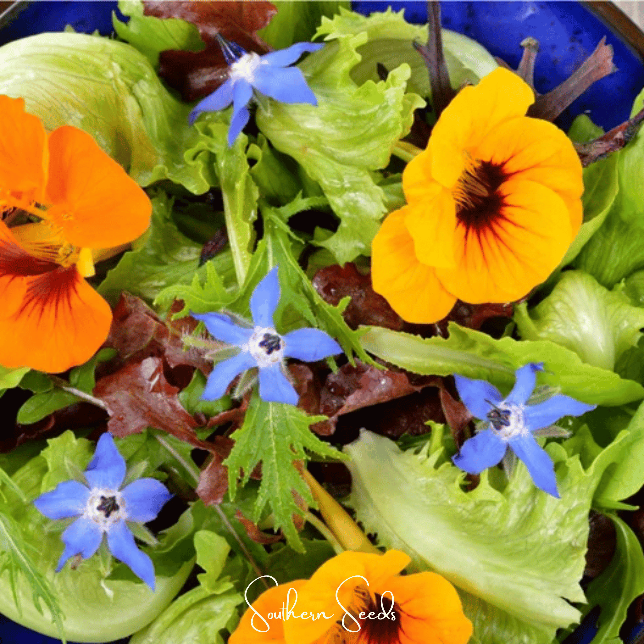 Tom Thumb Dwarf Nasturtium – 25 Seeds | Seeds | Wiccan Center