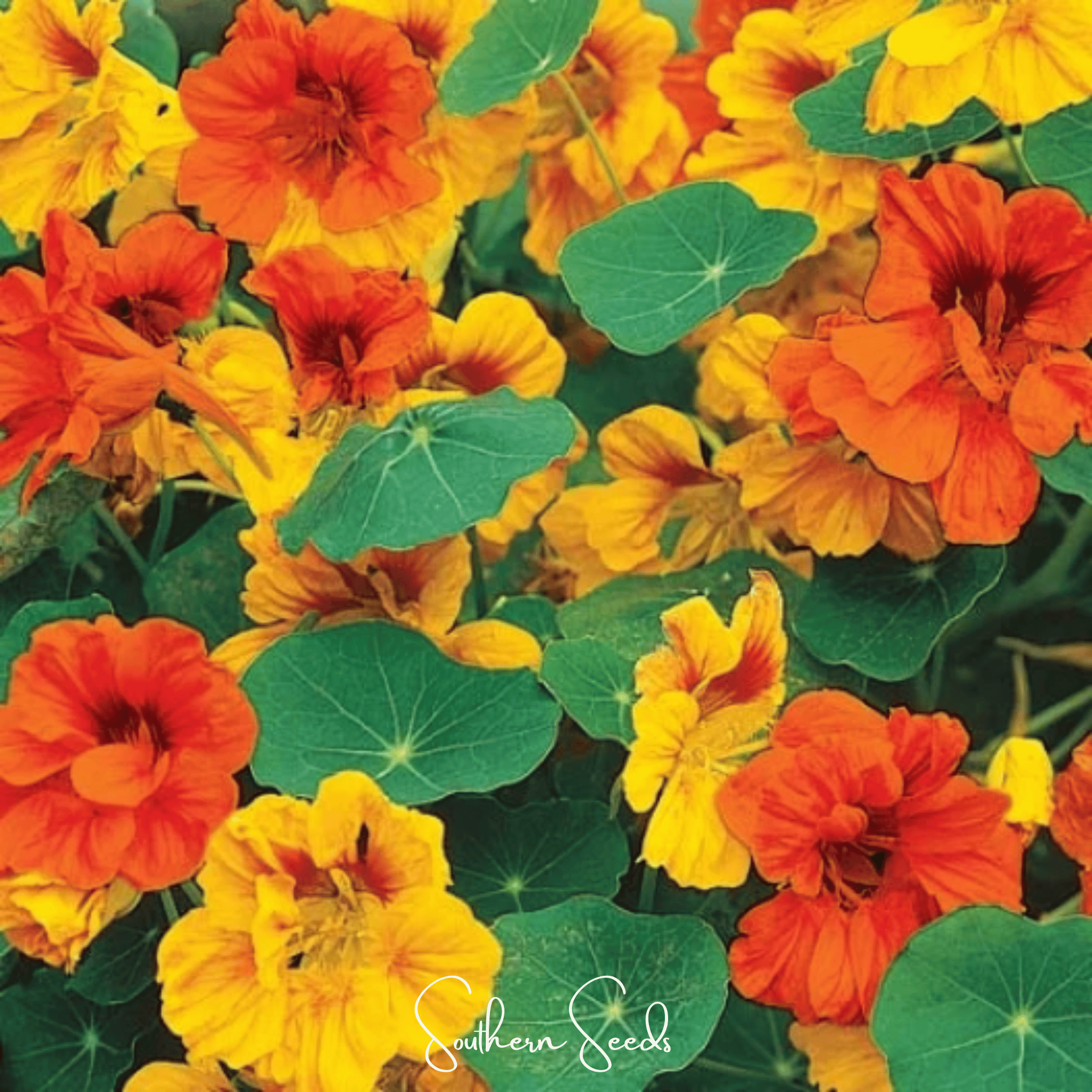 Tom Thumb Dwarf Nasturtium – 25 Seeds | Seeds | Wiccan Center
