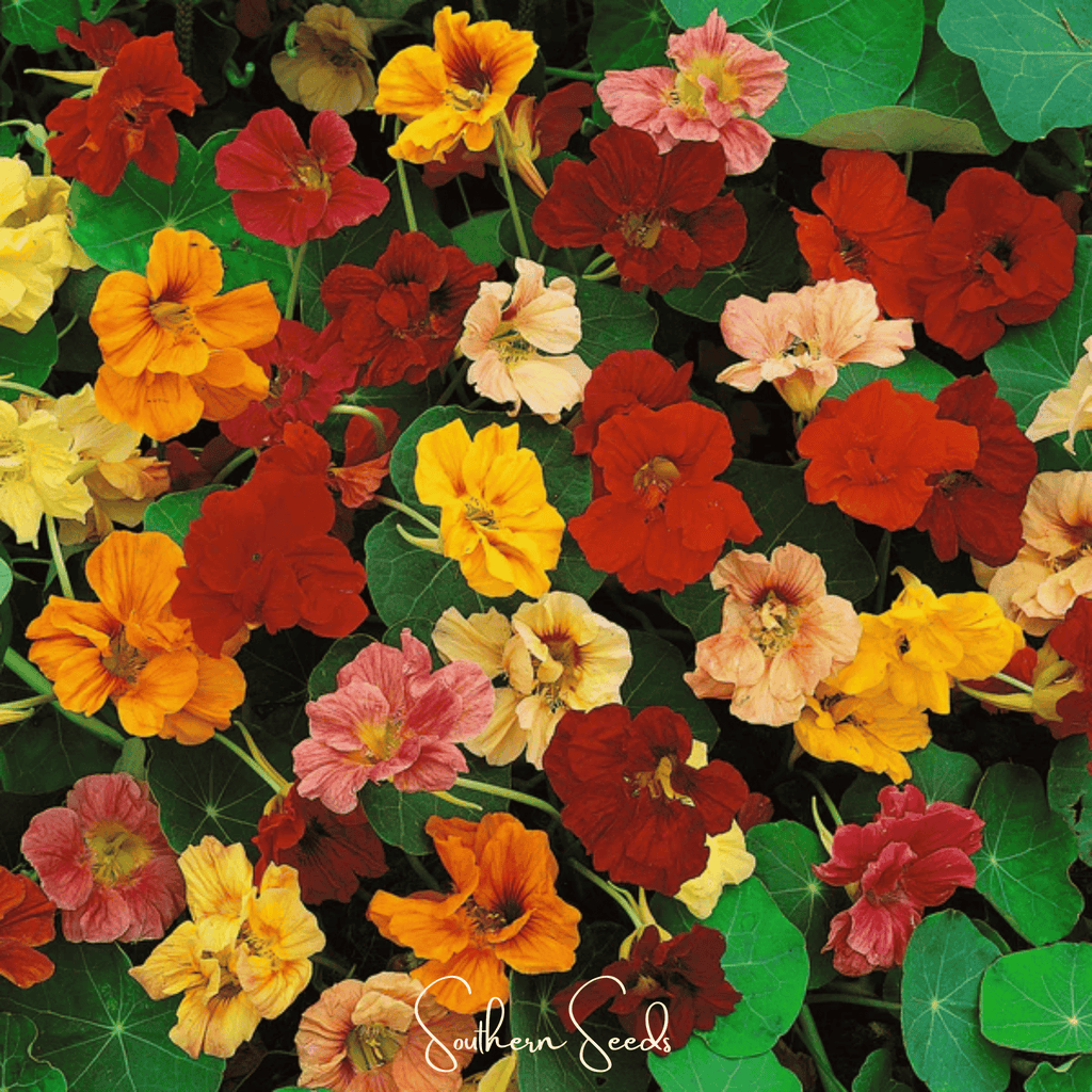 Tom Thumb Dwarf Nasturtium – 25 Seeds | Seeds | Wiccan Center
