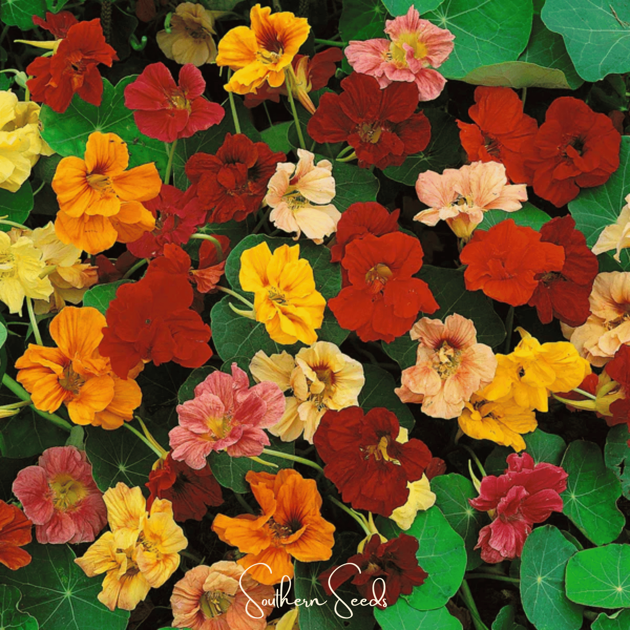 Tom Thumb Dwarf Nasturtium – 25 Seeds | Seeds | Wiccan Center