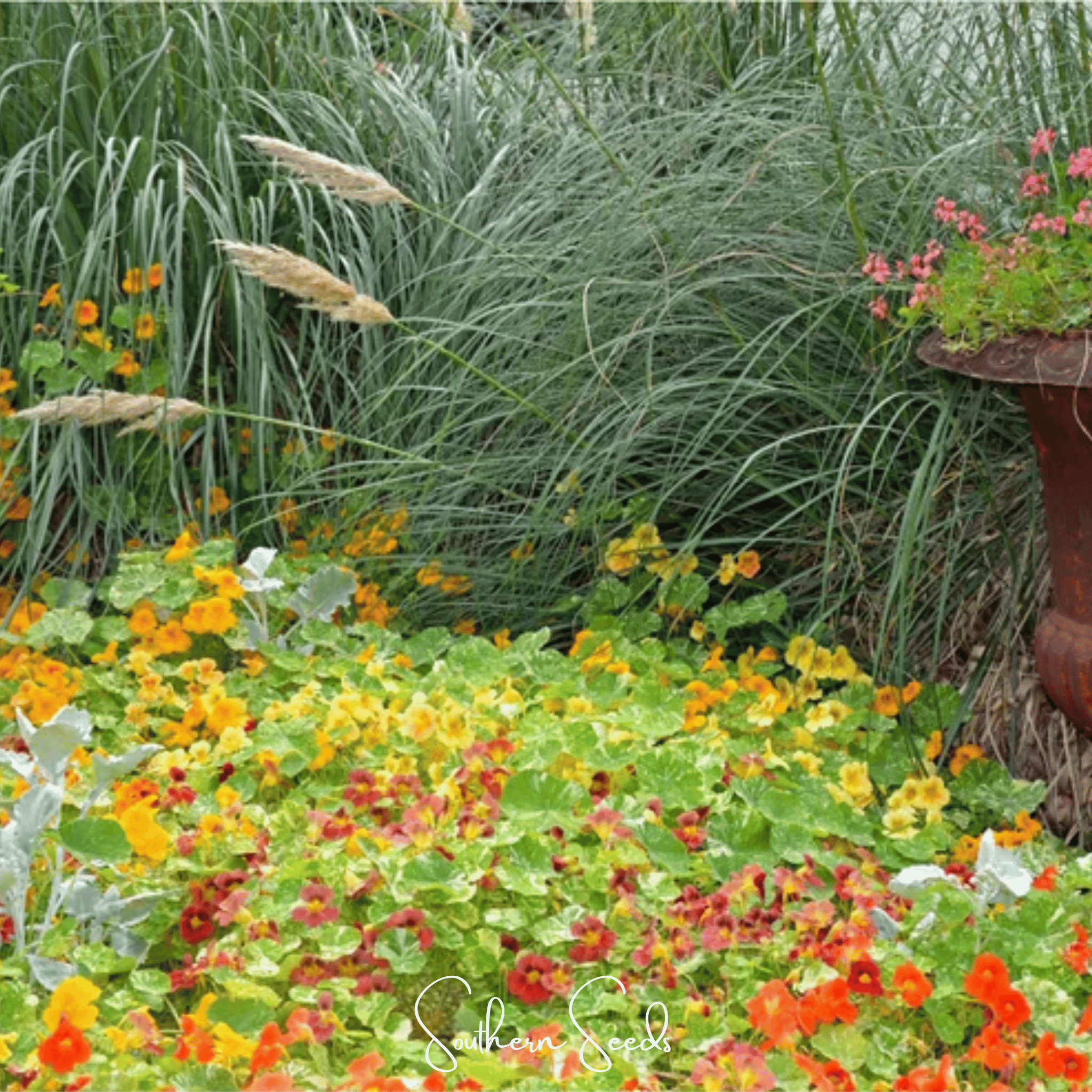 Tom Thumb Dwarf Nasturtium – 25 Seeds | Seeds | Wiccan Center
