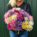 Needle Mix Aster – 50 Seeds | | Wiccan Center