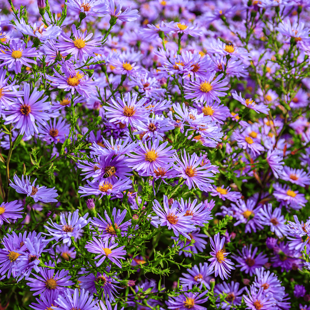 New England Aster – 200 Seeds | Seeds | Wiccan Center
