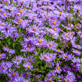 New England Aster – 200 Seeds | Seeds | Wiccan Center