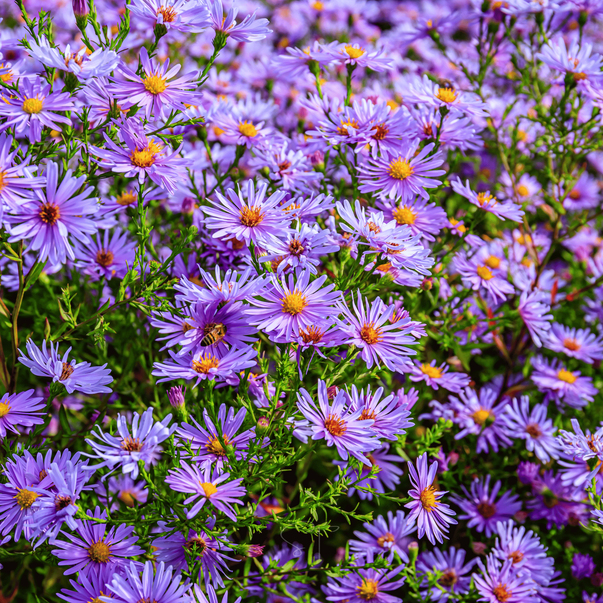 New England Aster – 200 Seeds | Seeds | Wiccan Center