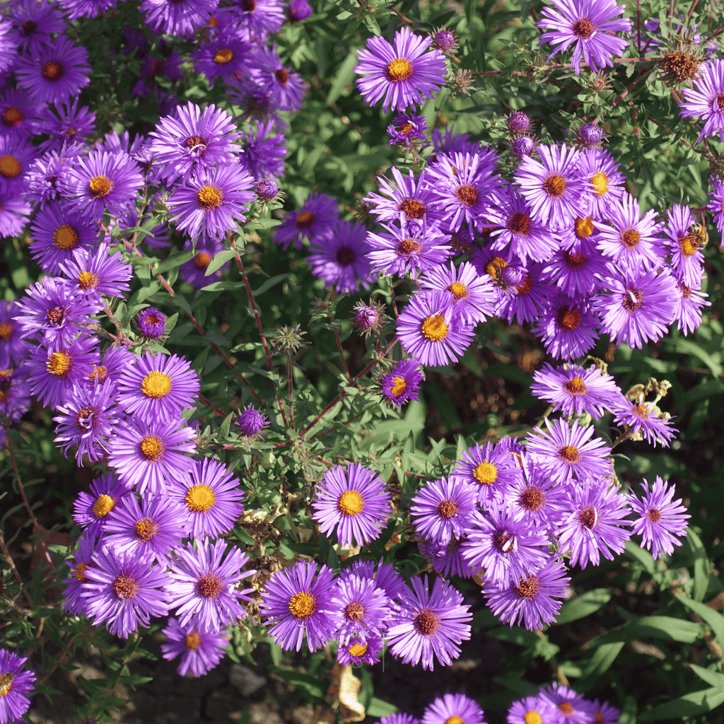 New England Aster – 200 Seeds | Seeds | Wiccan Center