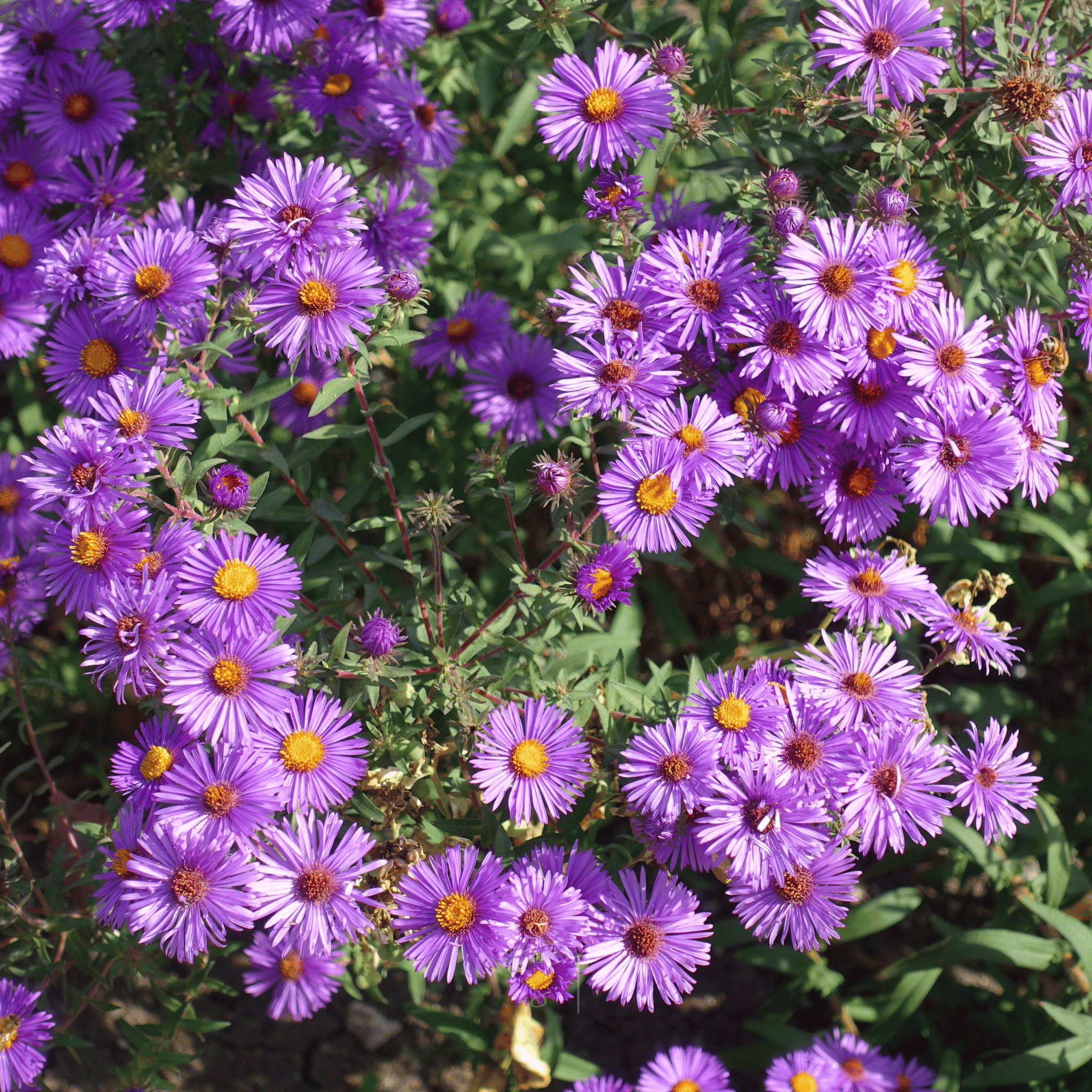 New England Aster – 200 Seeds | Seeds | Wiccan Center