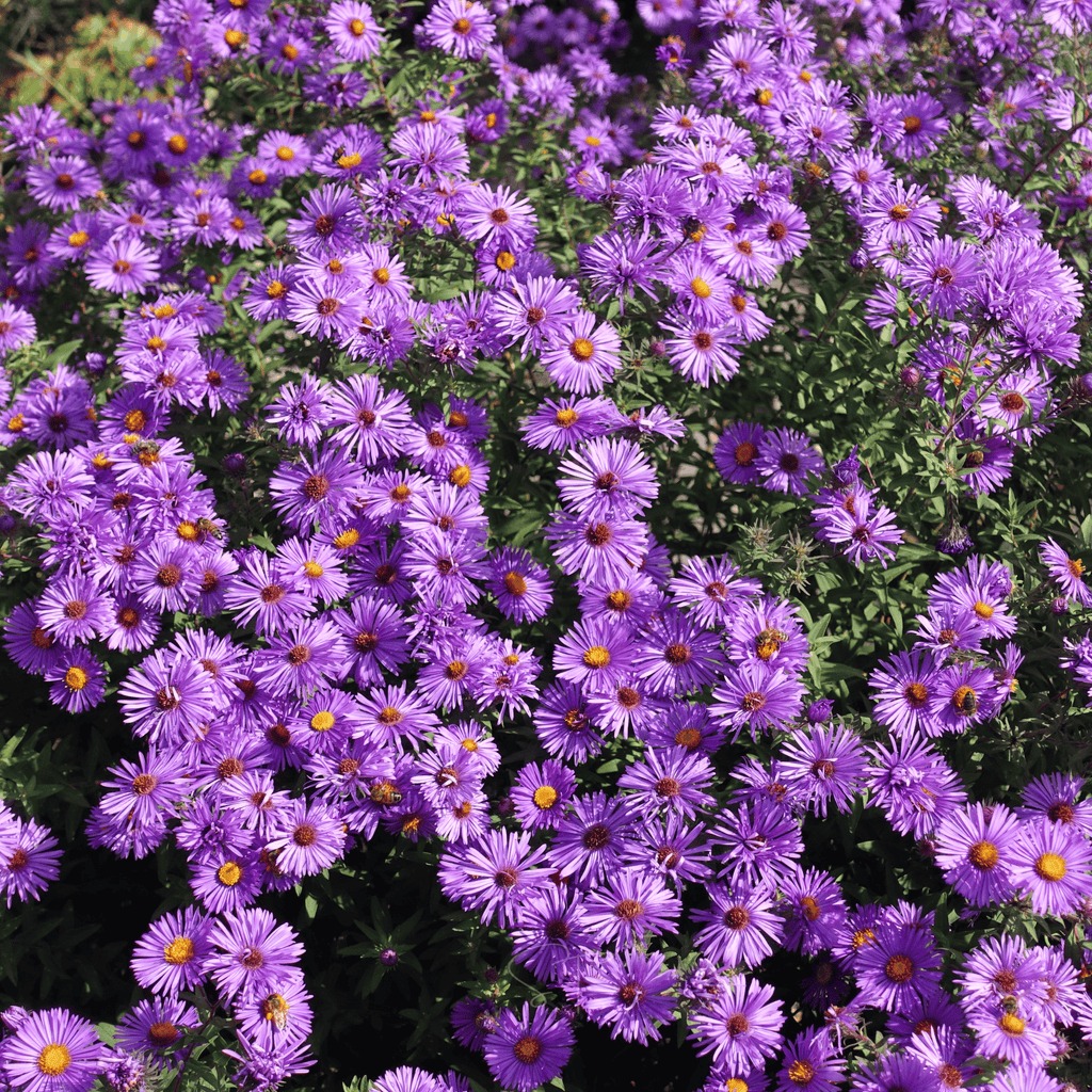 New England Aster – 200 Seeds | Seeds | Wiccan Center