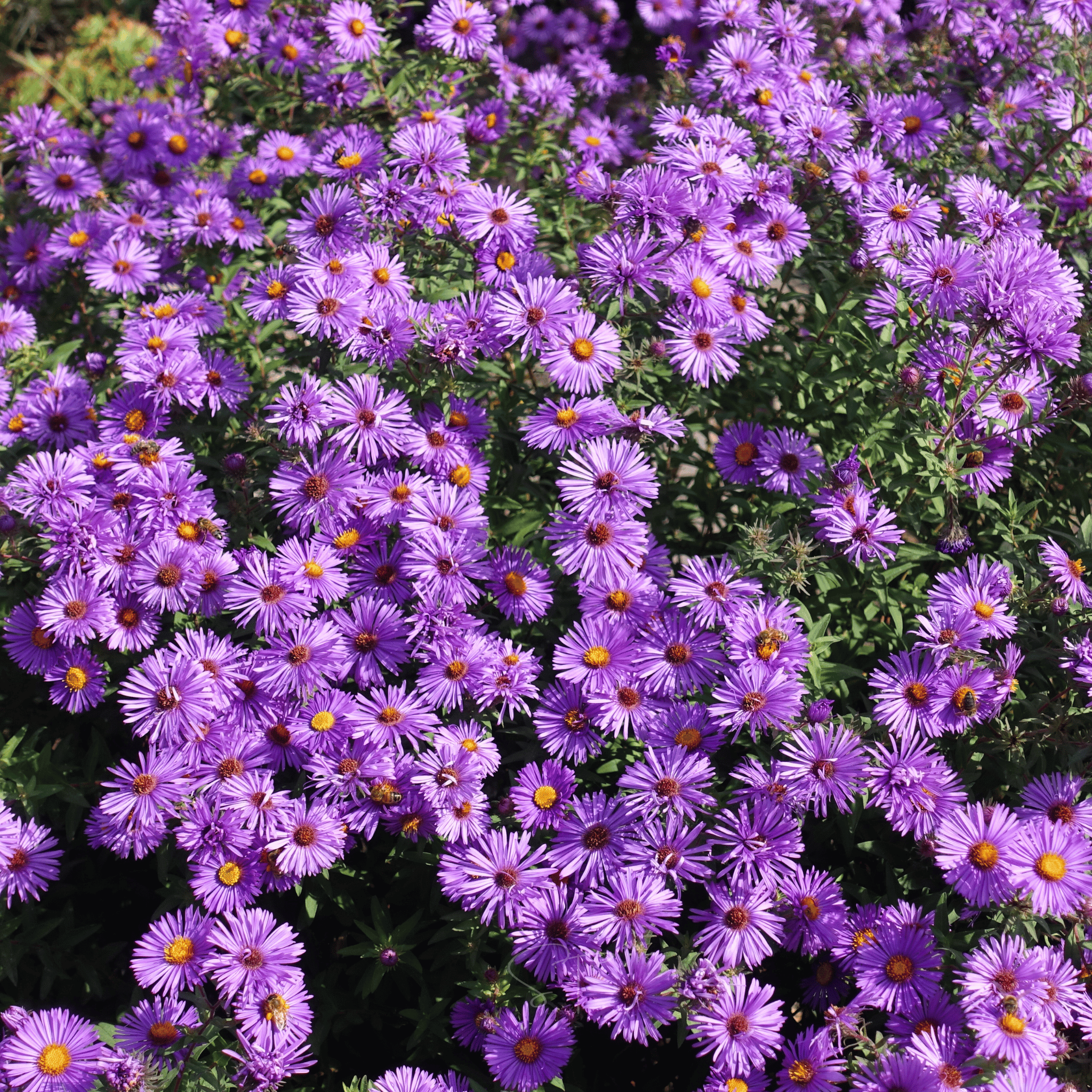 New England Aster – 200 Seeds | Seeds | Wiccan Center