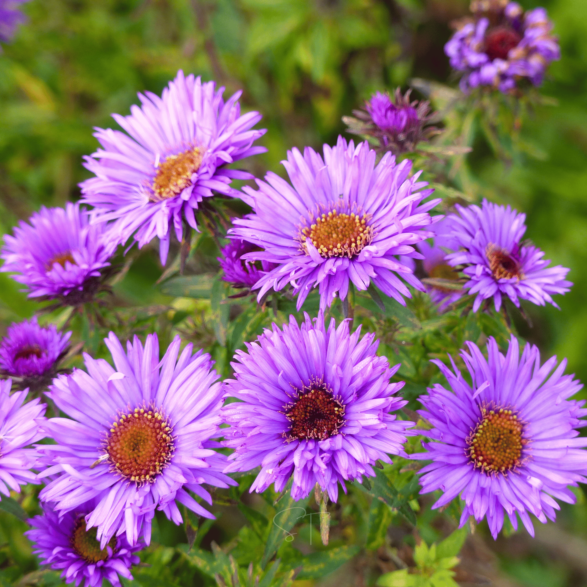 New England Aster – 200 Seeds | Seeds | Wiccan Center