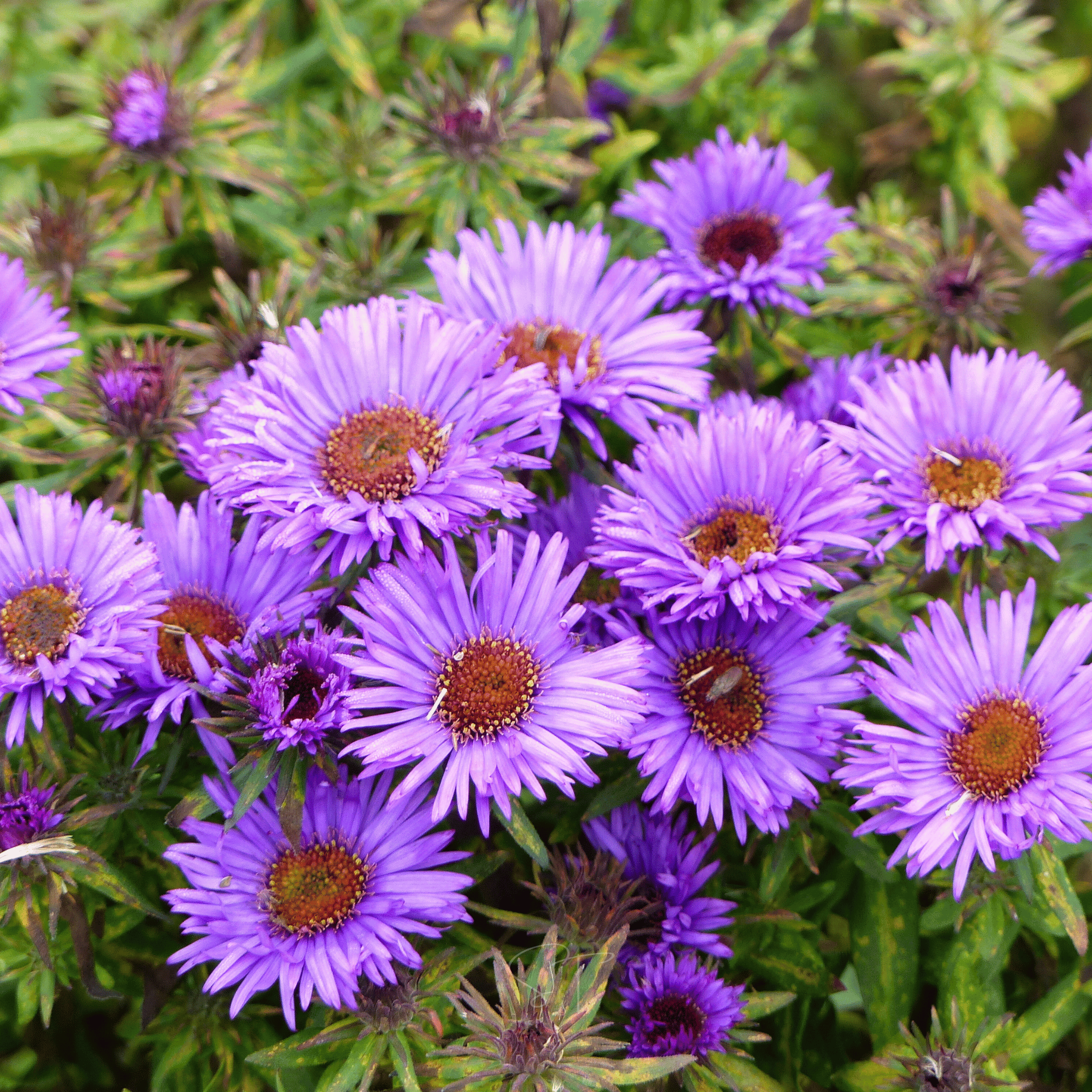 New England Aster – 200 Seeds | Seeds | Wiccan Center