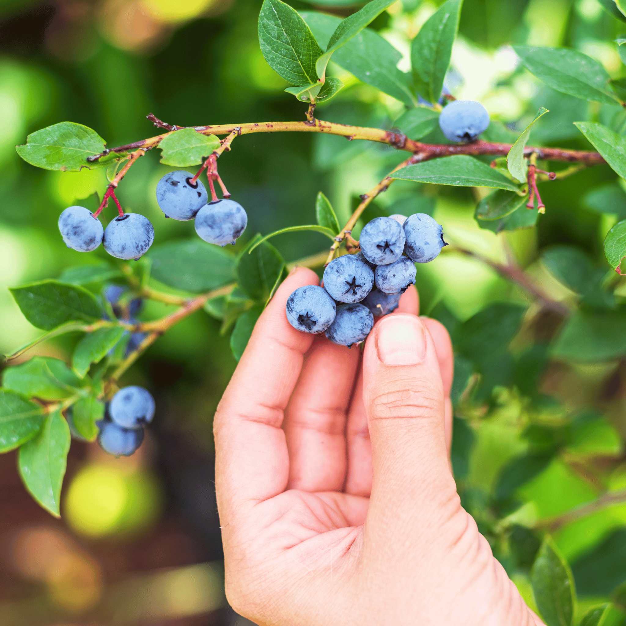 Northern Highbush Blueberry – 50 Seeds | | Wiccan Center