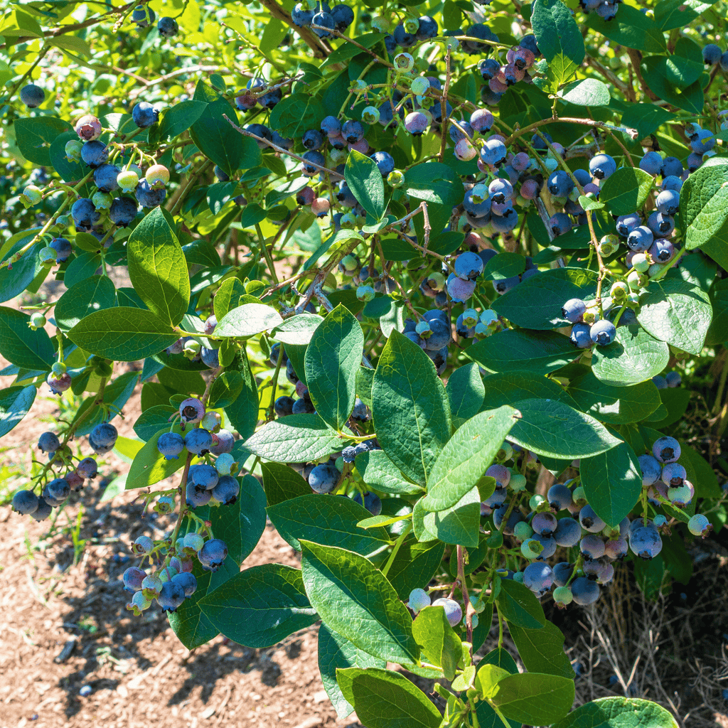 Northern Highbush Blueberry – 50 Seeds | | Wiccan Center