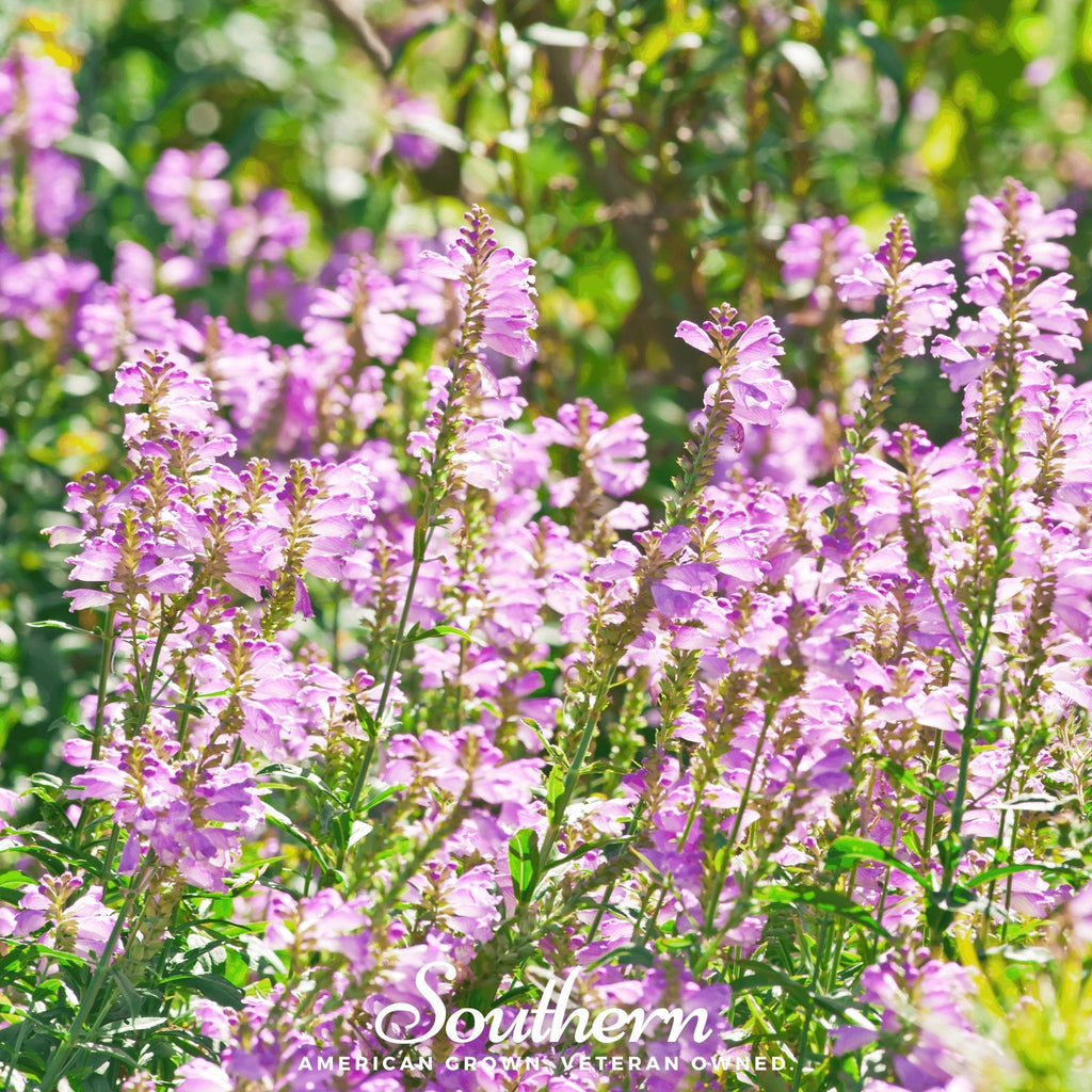 Obedient Plant – 25 Seeds | | Wiccan Center