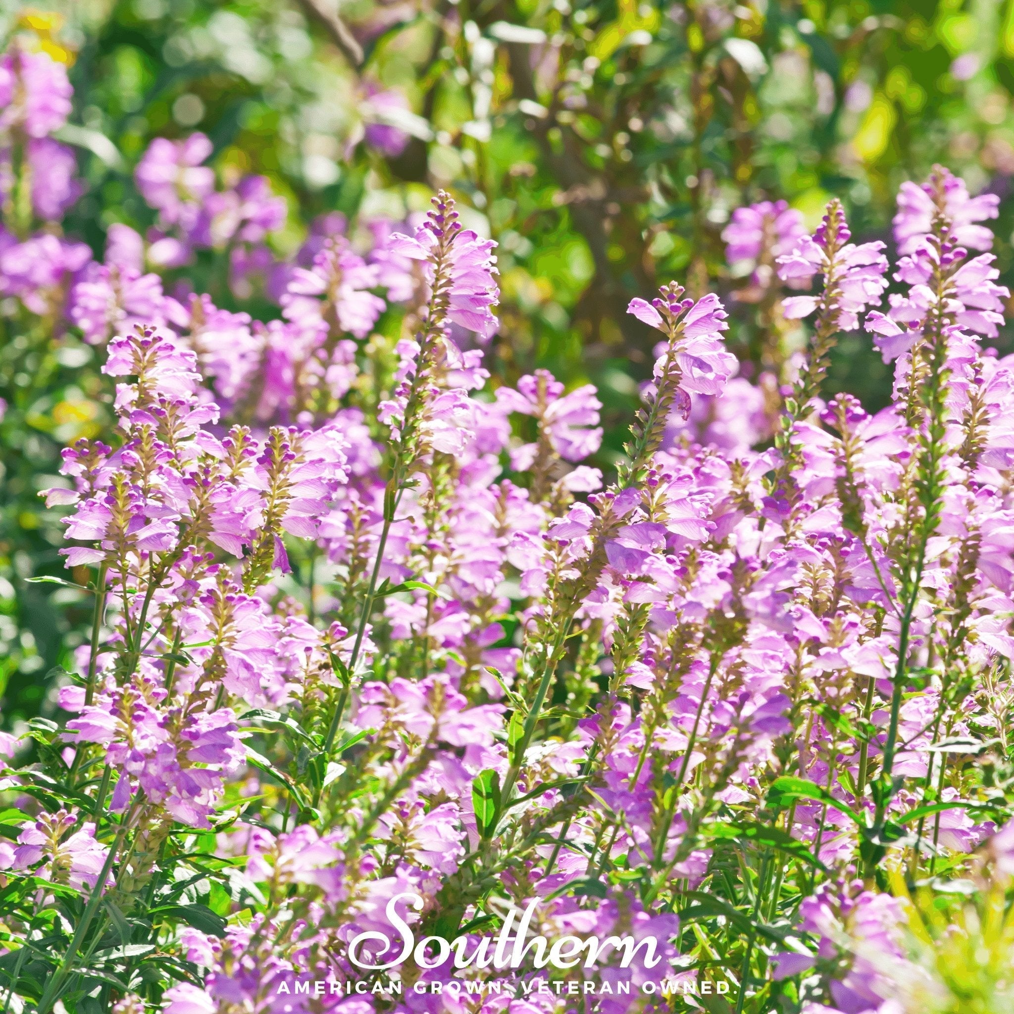 Obedient Plant – 25 Seeds | | Wiccan Center