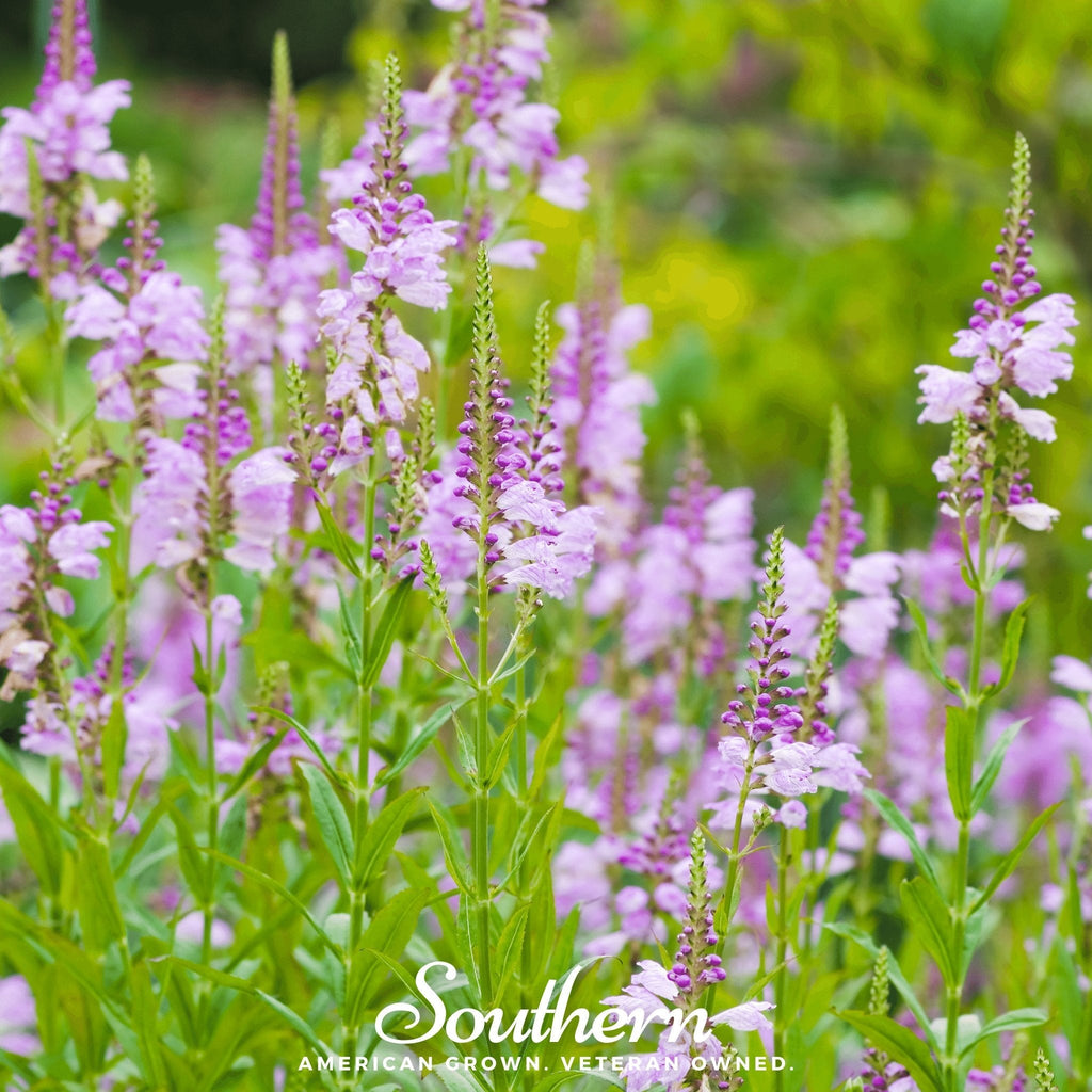Obedient Plant – 25 Seeds | | Wiccan Center