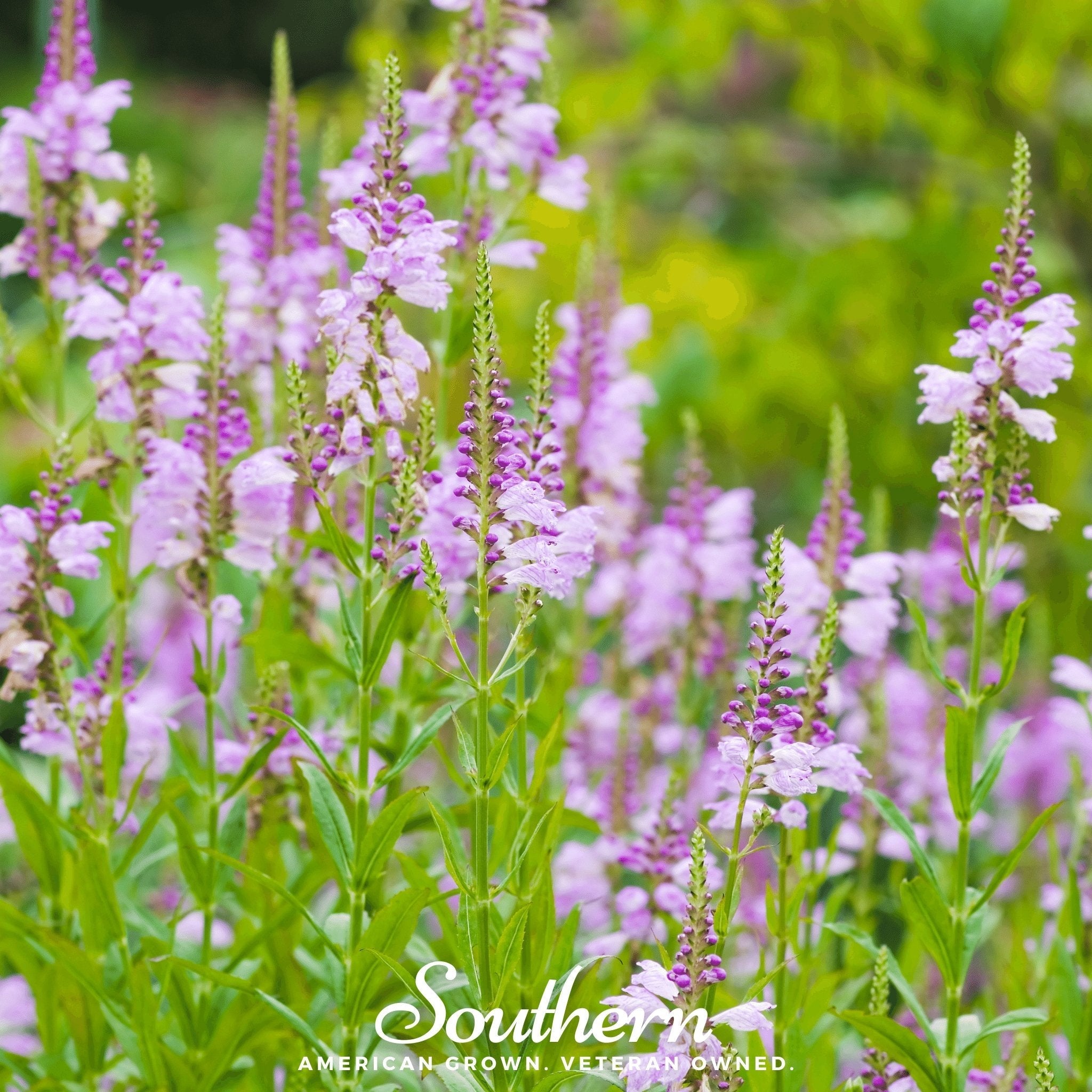 Obedient Plant – 25 Seeds | | Wiccan Center