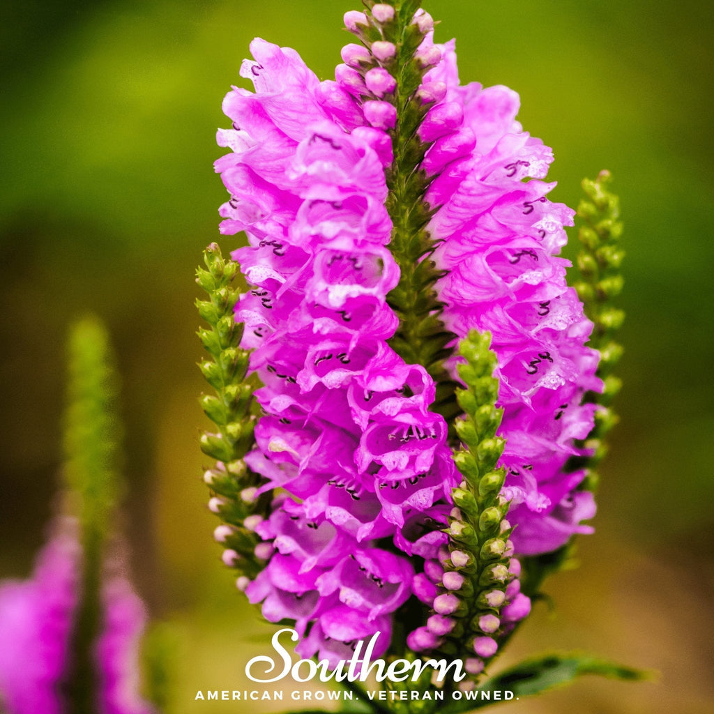 Obedient Plant – 25 Seeds | | Wiccan Center