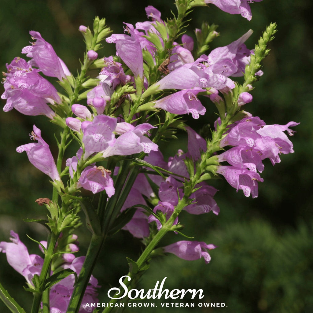 Obedient Plant – 25 Seeds | | Wiccan Center