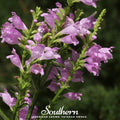 Obedient Plant – 25 Seeds | | Wiccan Center