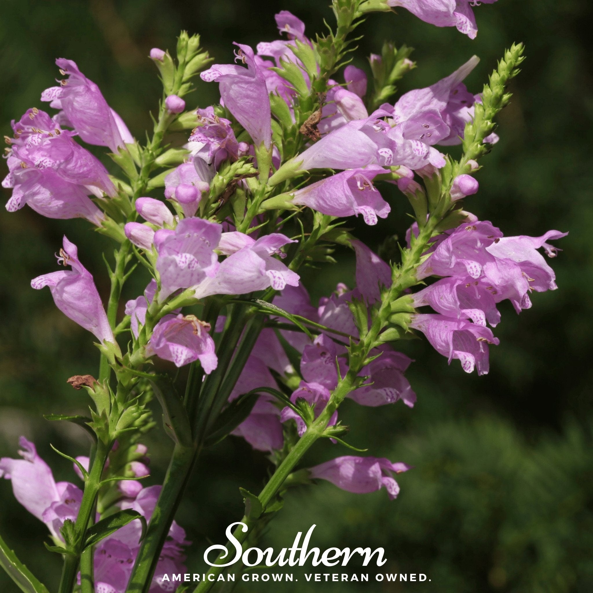 Obedient Plant – 25 Seeds | | Wiccan Center