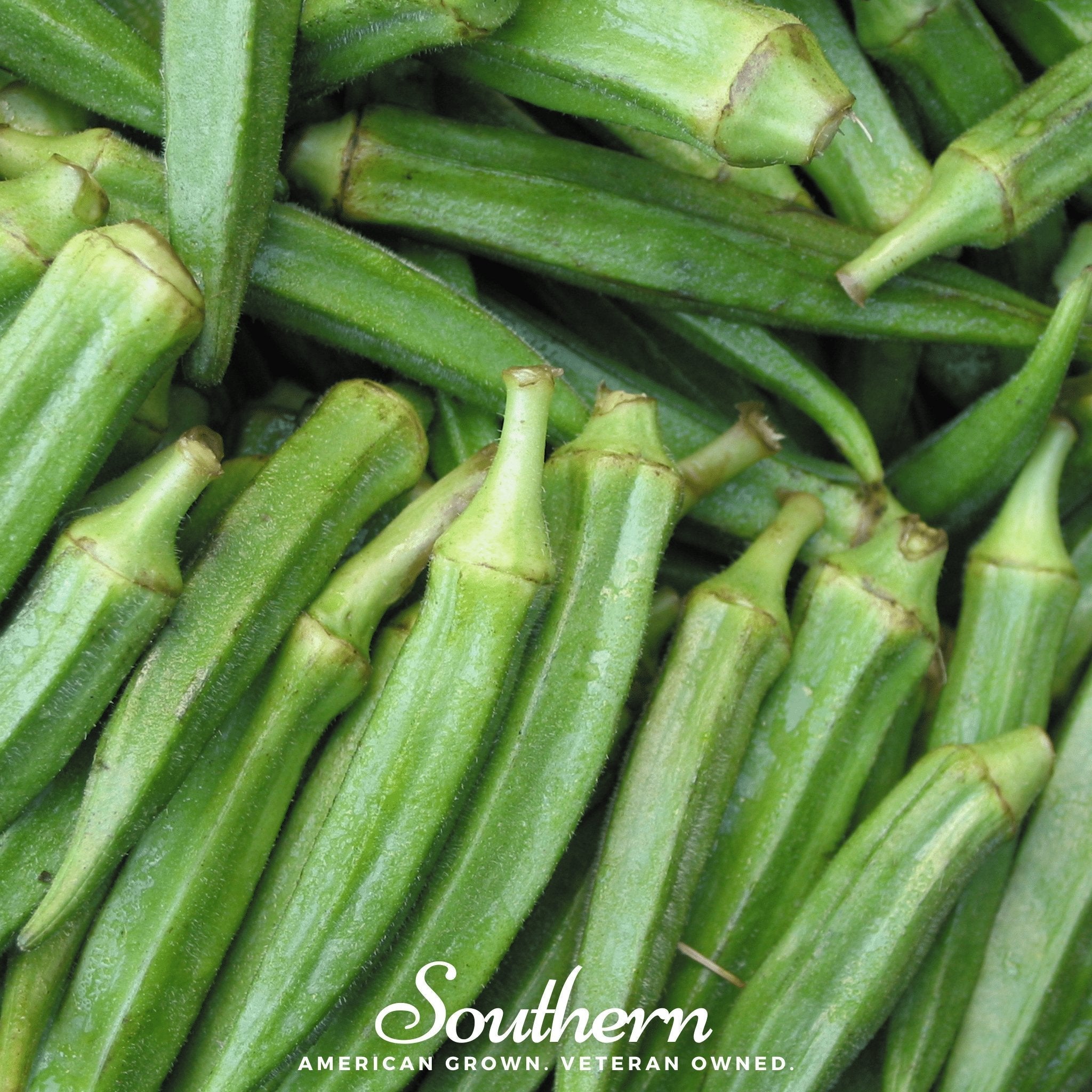 Clemson Spineless Okra – 50 Seeds | Seeds | Wiccan Center