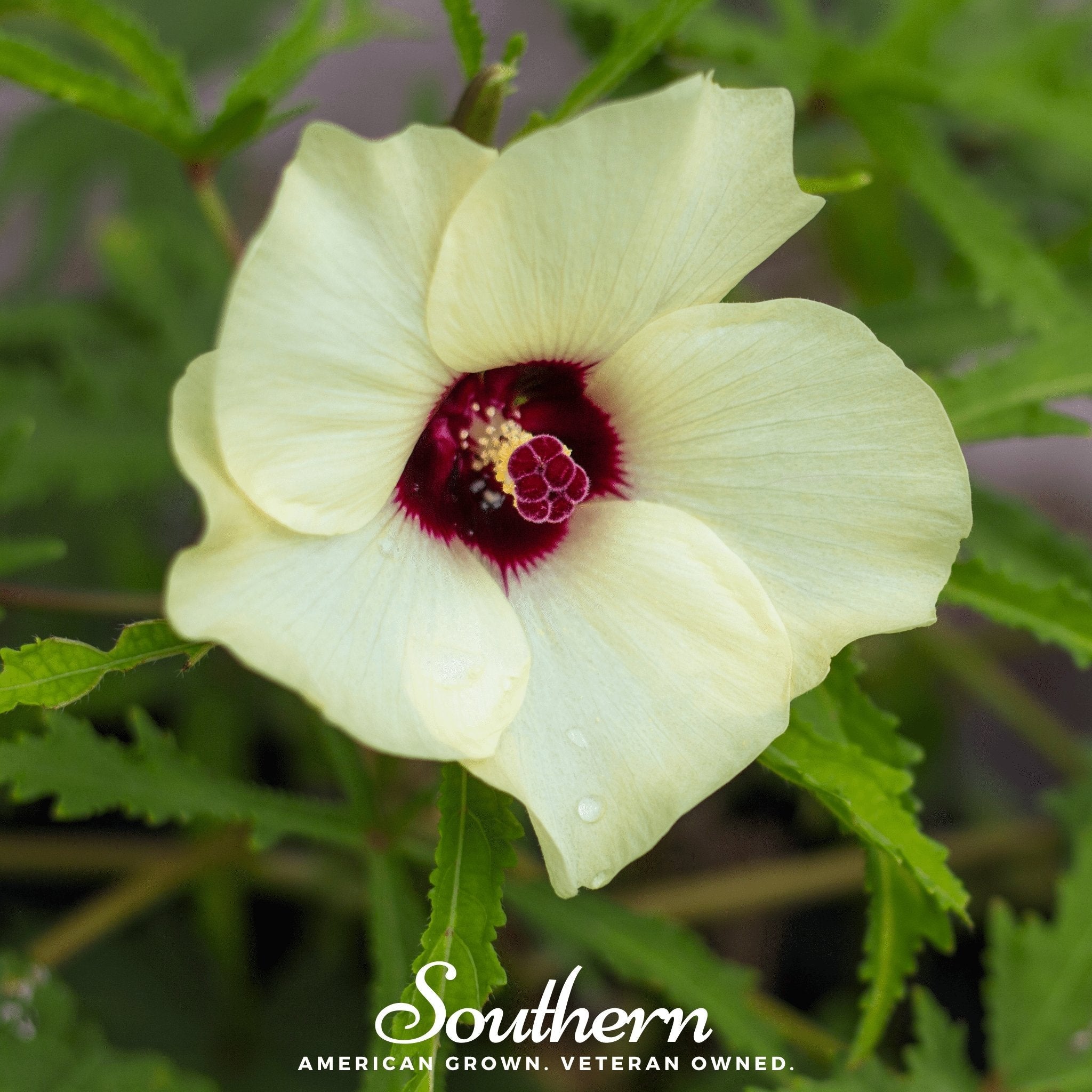 Clemson Spineless Okra – 50 Seeds | Seeds | Wiccan Center
