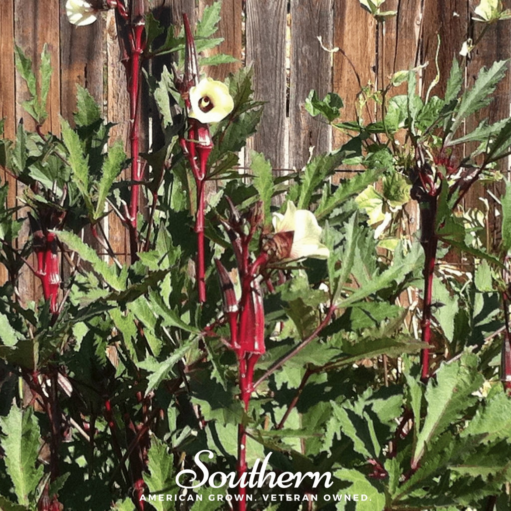 Red Burgundy Okra – 50 Seeds | Seeds | Wiccan Center