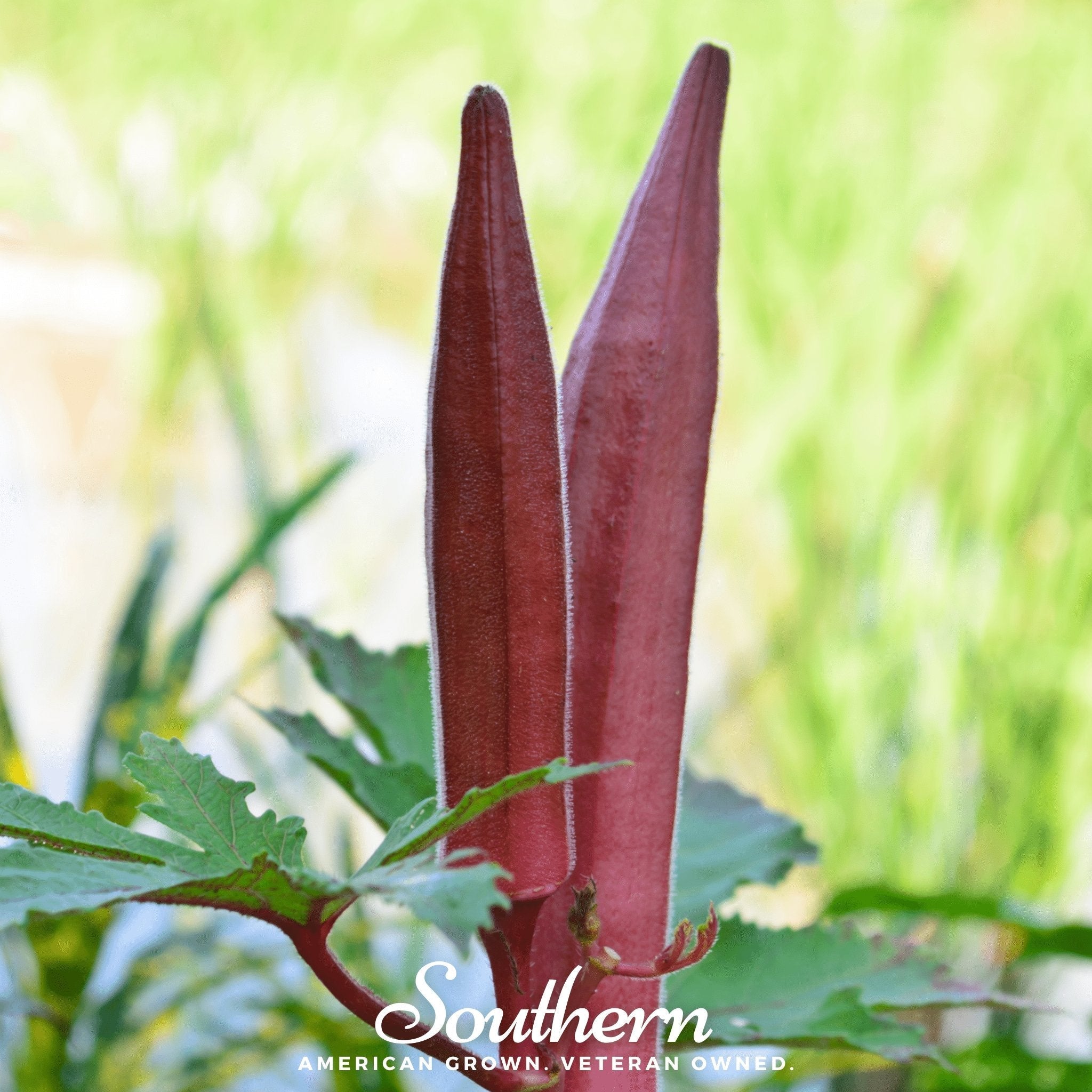 Red Burgundy Okra – 50 Seeds | Seeds | Wiccan Center