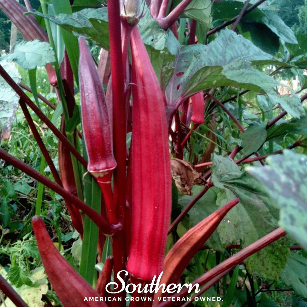 Red Burgundy Okra – 50 Seeds | Seeds | Wiccan Center