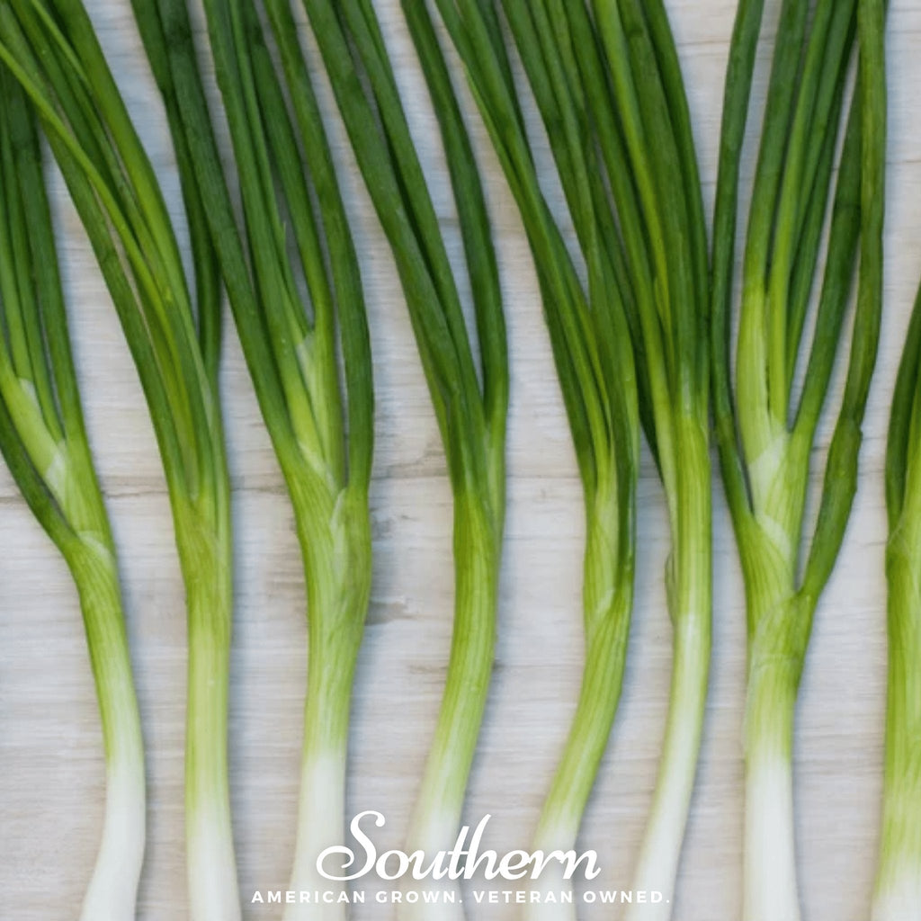Evergreen Bunching Onion – 200 Seeds | | Wiccan Center