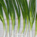 Evergreen Bunching Onion – 200 Seeds | | Wiccan Center