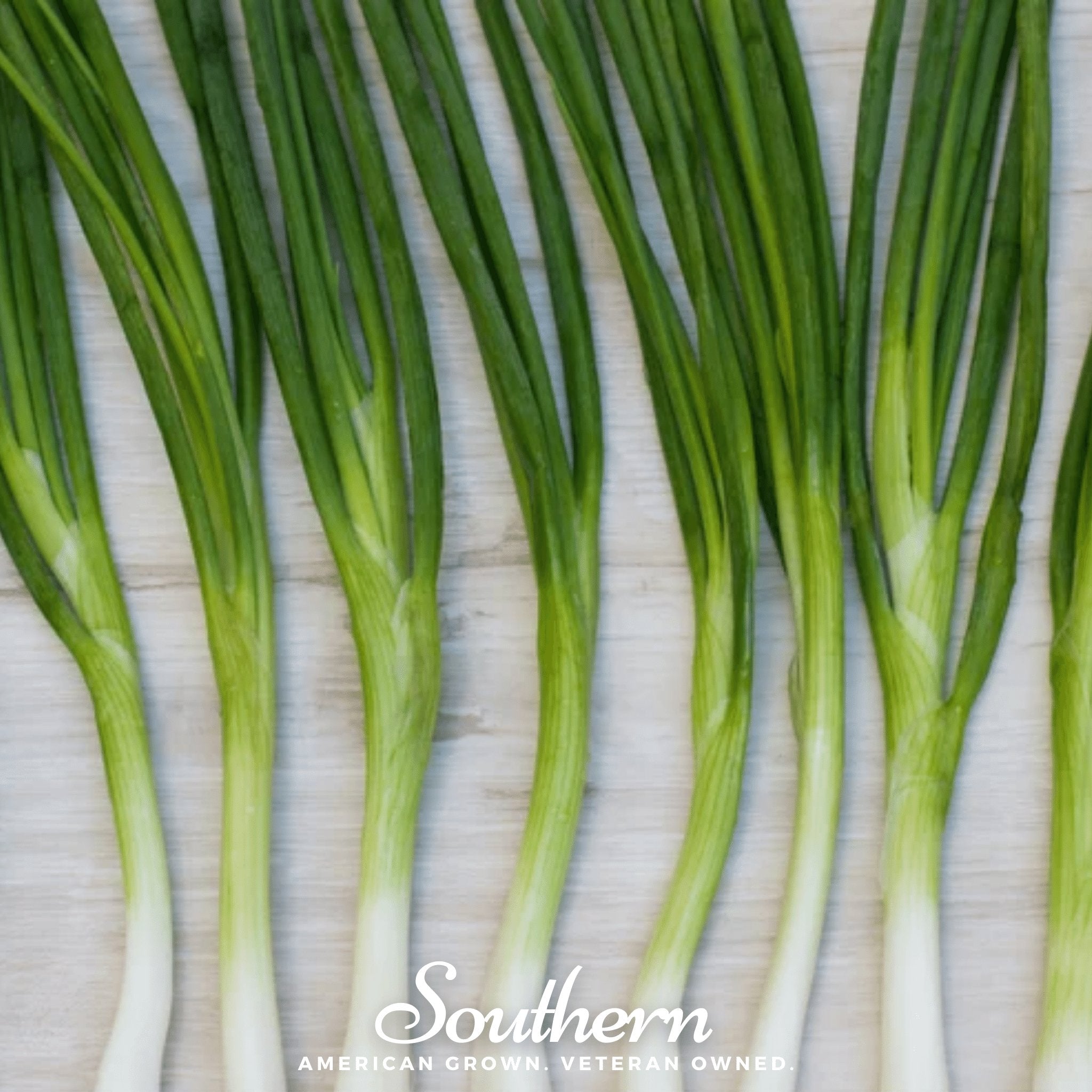 Evergreen Bunching Onion – 200 Seeds | | Wiccan Center
