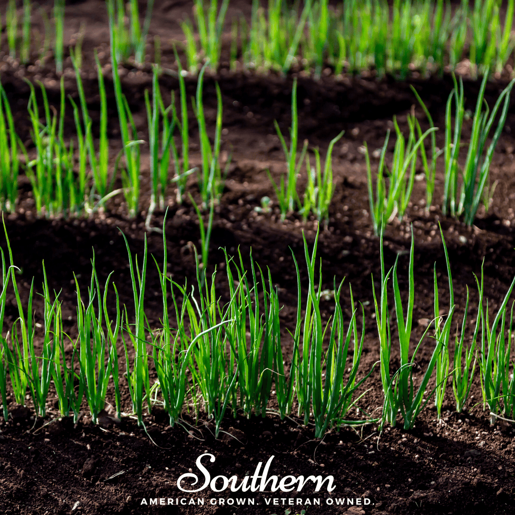 Evergreen Bunching Onion – 200 Seeds | | Wiccan Center