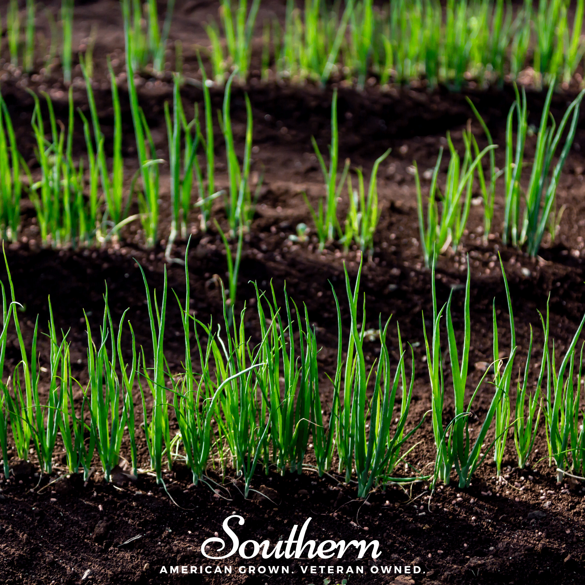 Evergreen Bunching Onion – 200 Seeds | | Wiccan Center