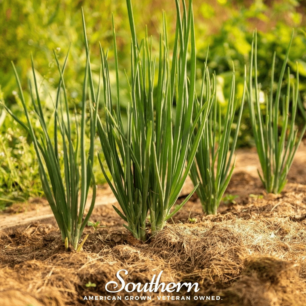 Evergreen Bunching Onion – 200 Seeds | | Wiccan Center