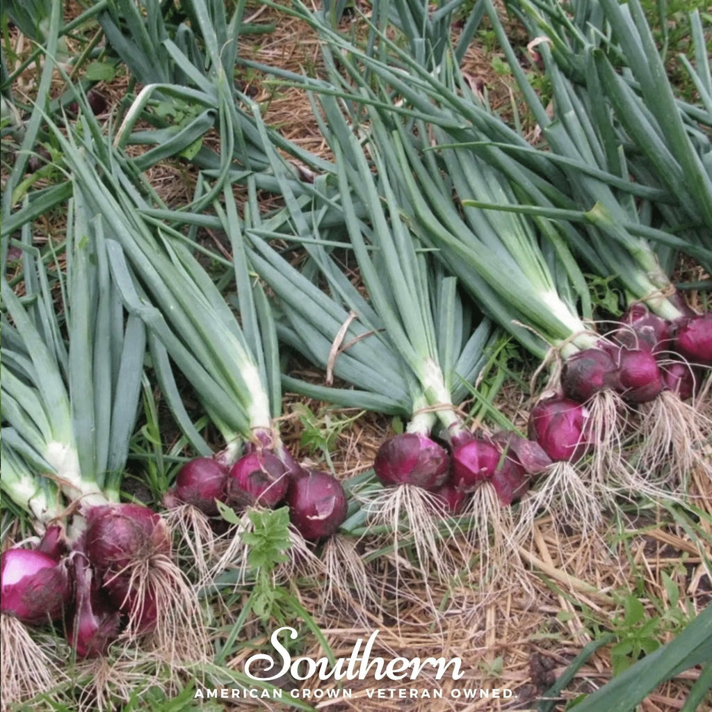 Red Burgundy Onion – 200 Seeds | Seeds | Wiccan Center