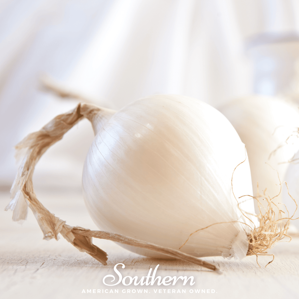Spanish White Sweet Onion – 200 Seeds | | Wiccan Center