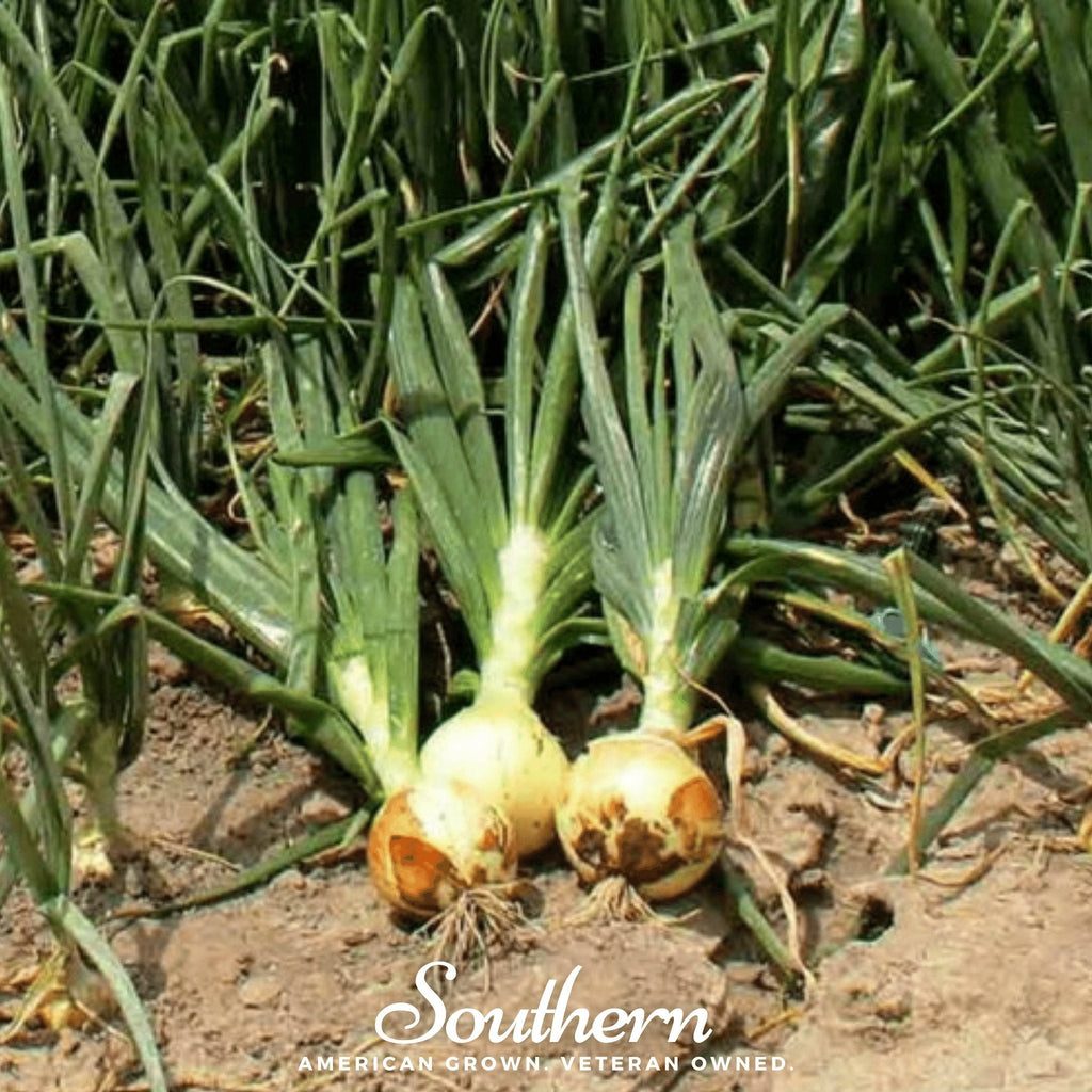 Spanish Yellow Sweet Onion – 200 Seeds | | Wiccan Center