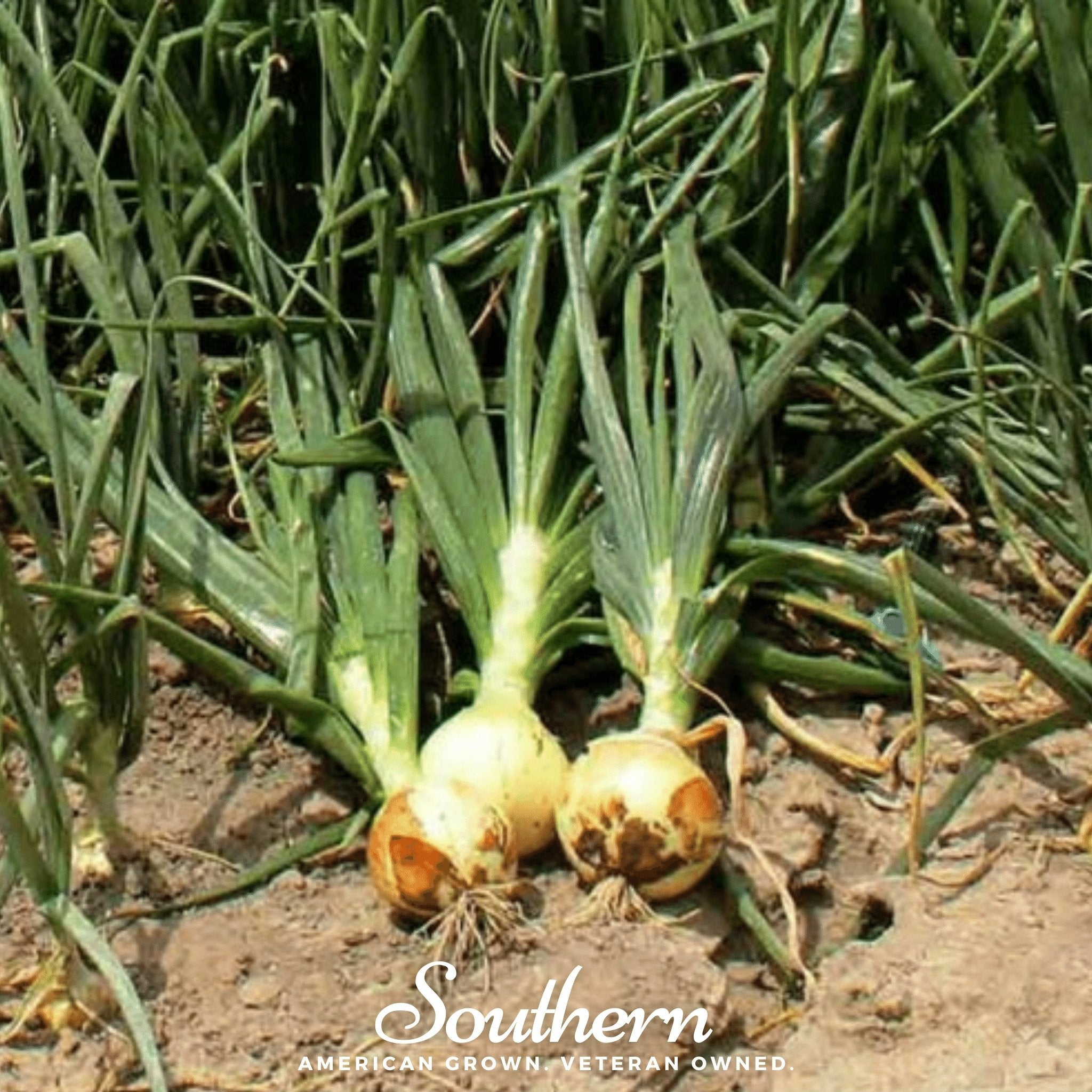 Spanish Yellow Sweet Onion – 200 Seeds | | Wiccan Center