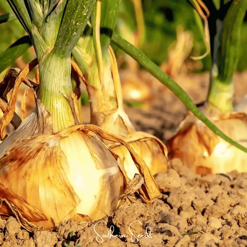 Texas Grano Early Onion – 200 Seeds | Seeds | Wiccan Center