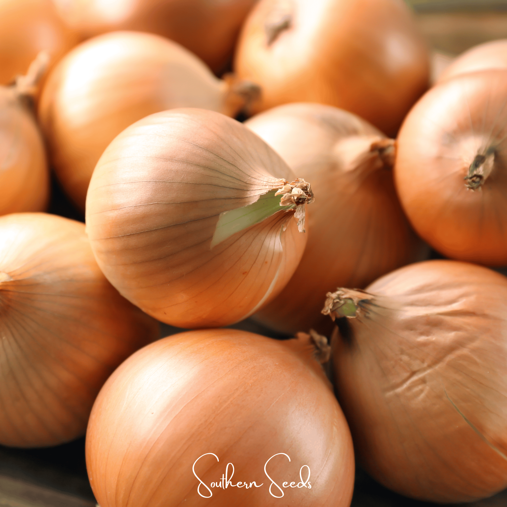 Texas Grano Early Onion – 200 Seeds | Seeds | Wiccan Center