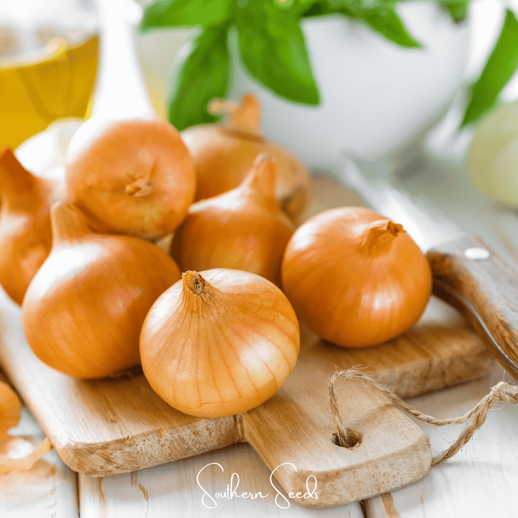 Texas Grano Early Onion – 200 Seeds | Seeds | Wiccan Center