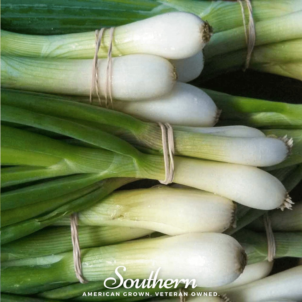Tokyo Long White Onion – 200 Seeds | | Wiccan Center