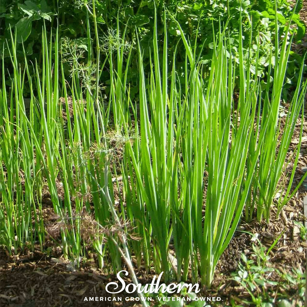 Tokyo Long White Onion – 200 Seeds | | Wiccan Center