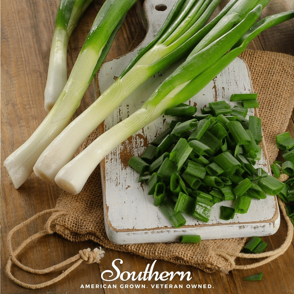 Tokyo Long White Onion – 200 Seeds | | Wiccan Center