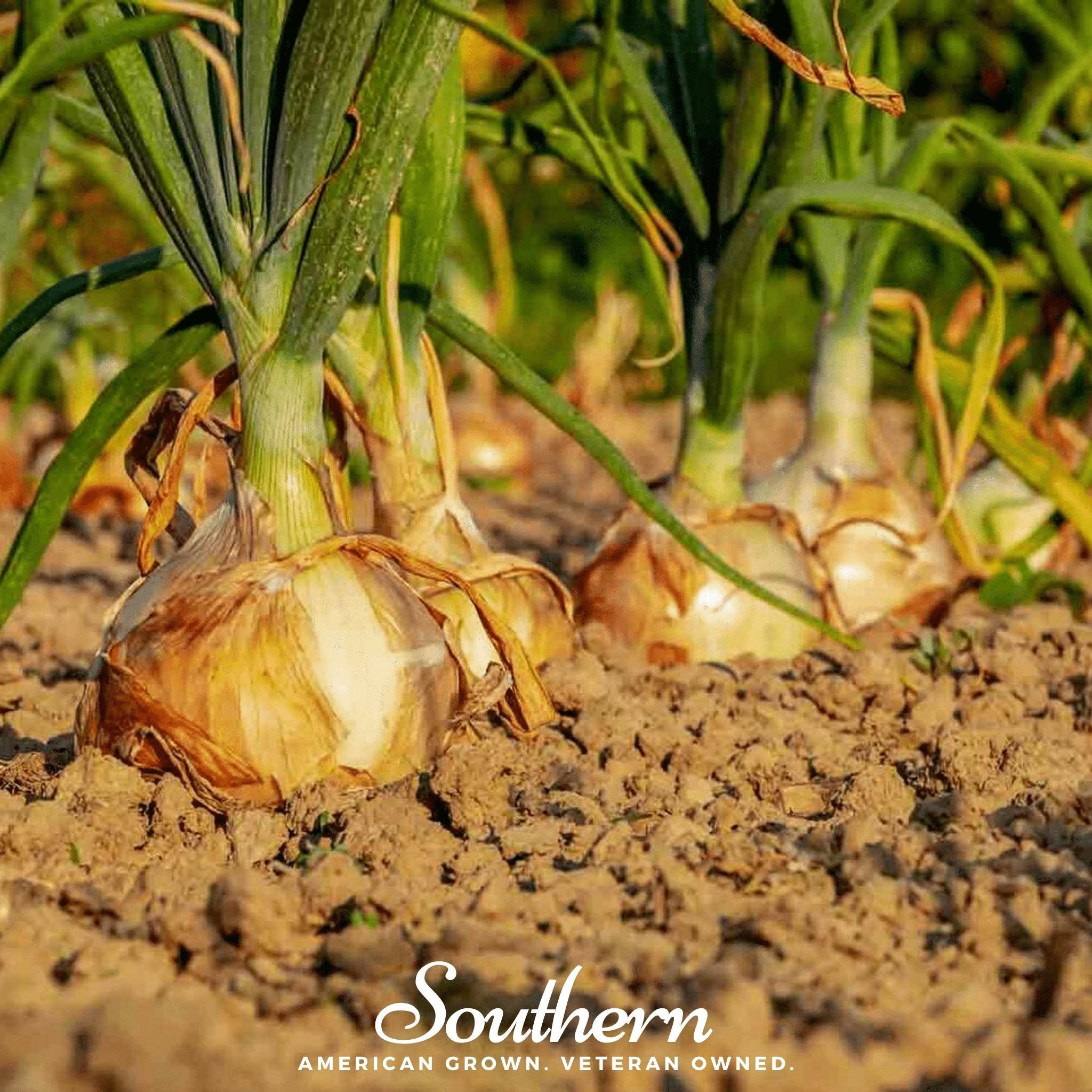 Utah Yellow Sweet Spanish Onion – 200 Seeds | | Wiccan Center