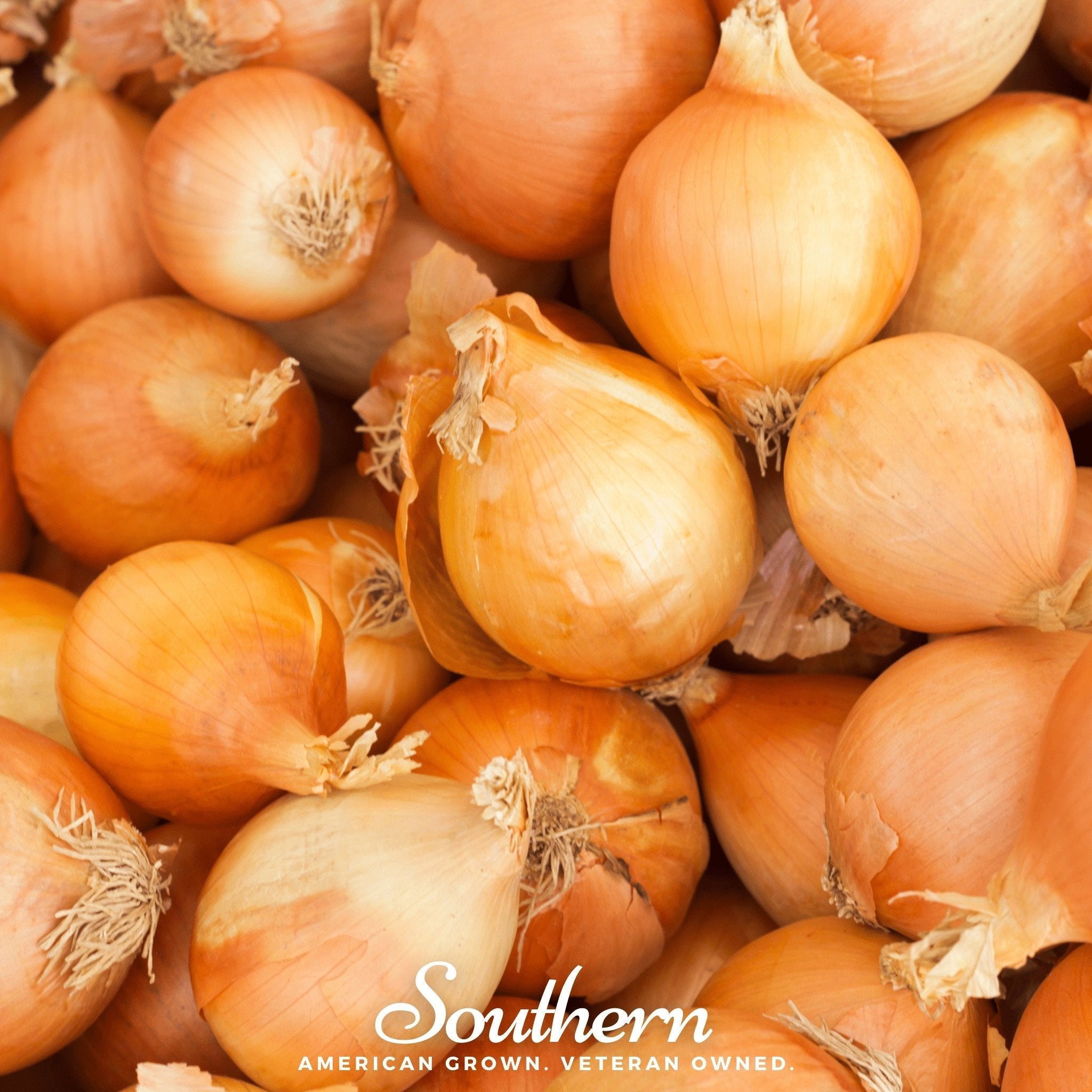 Utah Yellow Sweet Spanish Onion – 200 Seeds | | Wiccan Center